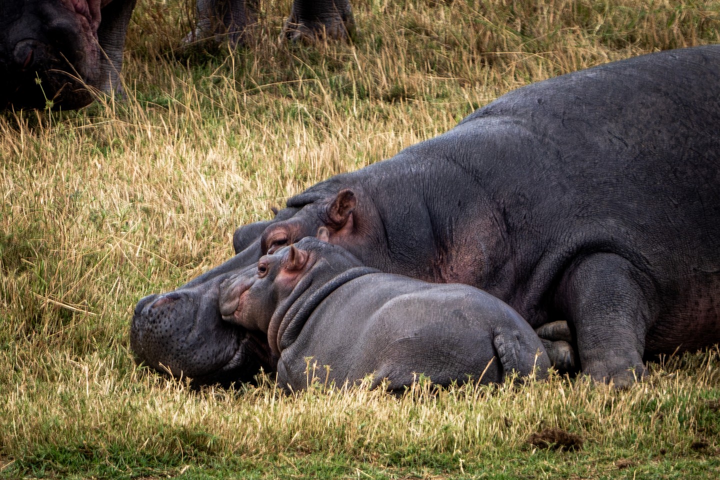 A baby hippo’s favourite place? Right on top of mum!
Hippos live in close-knit groups — often called pods — where mothers are fiercely protective. Calves are born underwater after an 8-month gestation and instinctively swim to the surface for their first breath. They can even nurse underwater, sealing their ears and nostrils while submerged. For the first months of life, staying close to mum means protection, warmth, and learning the rhythms of the river.
But hippos face growing pressure. Listed as Vulnerable, they are threatened by habitat loss, shrinking water sources, and human–wildlife conflict. Healthy river systems and secure landscapes are critical for their survival.
At Loisaba Conservancy, protecting water sources and surrounding rangelands helps ensure hippos — and the countless species that depend on the same ecosystems — continue to thrive.
Photo © Jamie Lucas
#LandConnectedLifeProtected #HippoLove #WildlifeConservation #AnimalProtection #EcosystemHealth #NaturePhotography #MotherAndCalf #VulnerableSpecies #HabitatPreservation