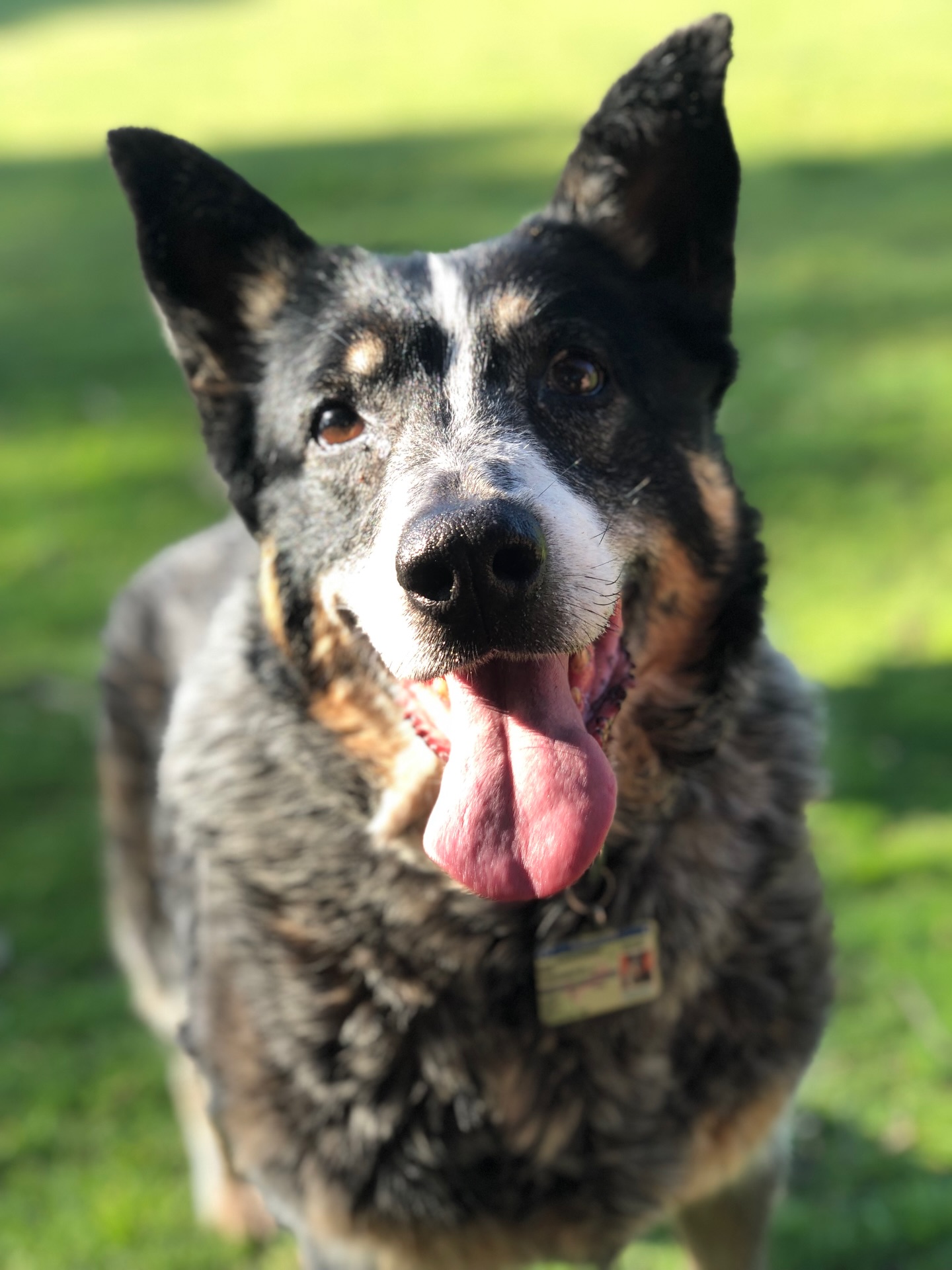 Why We Chose to Celebrate Life, Not Just Memorialise Loss
This part of our story didn’t begin with a business plan. It began quietly, in the space that followed saying goodbye to our girl, Mia. We found ourselves searching for a way to honour her that felt true to the life she lived, not just the moment we lost her.
Nearly a year passed before anything felt right. Everywhere we looked, traditional memorial options centred on loss itself - urns, ashes, paw prints, headstones. Each one held meaning for many families, but for us they felt tied to the ending rather than the years of life that came before it.
What we kept coming back to was a quiet thought:
Why did everything focus on the ending instead of the story?
Mia wasn’t defined by her passing. She was defined by her one crooked ear, the tennis ball that seemed permanently attached to her mouth, the way she guarded any room you were in and the moments captured in photos we still smile at today. We didn’t want a reminder of absence. We wanted something that kept her presence woven into everyday life.
That search, and the gap we felt, is what eventually became Mia Cooper & Co - and it continues to shape how we design and create for families today.