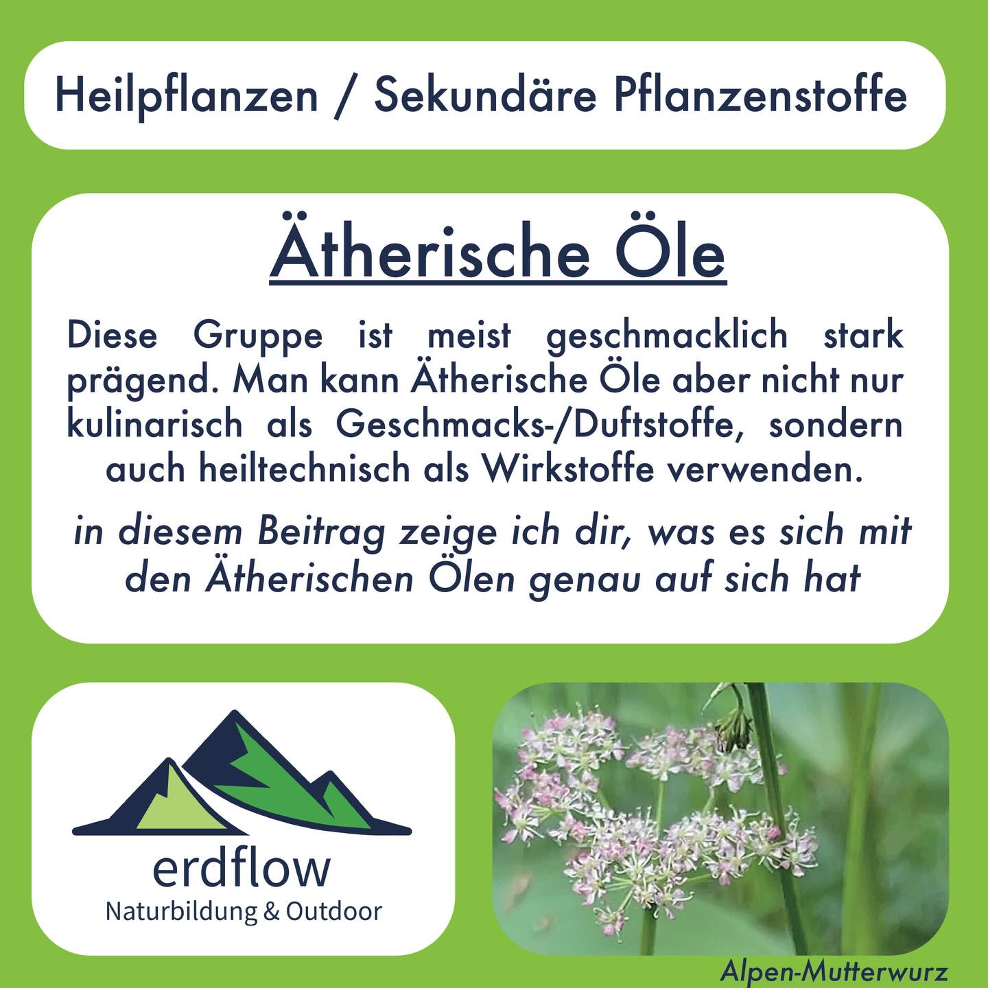 ÄTHERISCHE ÖLE 🌿🌼
In diesem Beitrag geht es um die Ätherischen Öle, eine der wichtigsten Gruppen der Sekundären Pflanzenstoffe von essbaren Wildpflanzen: Was sind Ätherische Öle genau, was für eine biologische Funktion habe sie, welche Bedeutung haben sie in der Kulinarik und in der Pflanzenheilkunde (resp. wir gehen mal dem Thema „natürliche Antibiotika“ etwas genauer auf den Grund)
Hier noch ein paar Studien zur Bioverfügbarkeit und Plasma-Konzentrationen von Ätherischen Ölen im Menschlichen Körper nach oraler Gabe:
🌱C. Kohlert et al (2000) - Bioavailability an Pharmacokinetics of Natural Volatil Terpenes in Animals an Humas: Übersicht aus dem Jahr 2000. Unter anderem wird auf eine Studie verwiesen, wo z.B. durch die orale Gabe von Kapseln mit 300mg Myrtol (Gemisch aus 1.8-Cineol, alpha-Limonen und alpha-Pinen - 300mg ist eine sehr hohe Menge, die man niemals mit Kräutertees konsumiert!) eine maximale Plasmakonzentration von 168 ng/mL gemessen wurde. Weitere Studien, wo die Plasma-Konzentrationen nach Inhalation oder Auftragen auf die Haut gemessen wurden, findet man dort auch, sowie auch Tierstudien
🌱Papada et al (2020) - An Absorption an Plasma Kinetics Study of Monoterpens in Mastiha Oil in Humans: Hat die Konzentrationen nach dem Konsum von 1mL (sehr hohe Dosis, die niemals mit Kräutertees erreicht wird und möglicherweise auch gefährlich ist) des Mastiha-Öls (Gemisch aus alpha-Pinen, Beta-Pinen, Beta-Myrcen,…) gemessen. die Maximalen Werte waren bei Mycen 966.6+/-87.6 ng/ml, bei alpha-Pinen 914.8 +/- 551.2 ng/ml und bei Beta-Pinen 18 +/- 10.7 ng/ml
🌱Kohlert et al (2002) - Systemic availability an pharmakonetics of thymol in humans: Hab leider nur das abstract, aber es wird erwähnt, dass nach der Gabe von eine Dosis des Medikamentes Bronchipet (ein Hustensaft, mit ca. 1.08 mg thymol > etwa die Menge, die man auch in einer Tasse Thymiantee erwartet), kein Thymol im Blutplasma gemessen wurde, sondern nur deren Abbauprodukte (Thymol sulfat und Thymol glucuronide) mit einer Höchstkonzentration von 93.1 +/-24.5 ng/ml nach ca. 2 Stunden.
weiter in den Kommentaren…