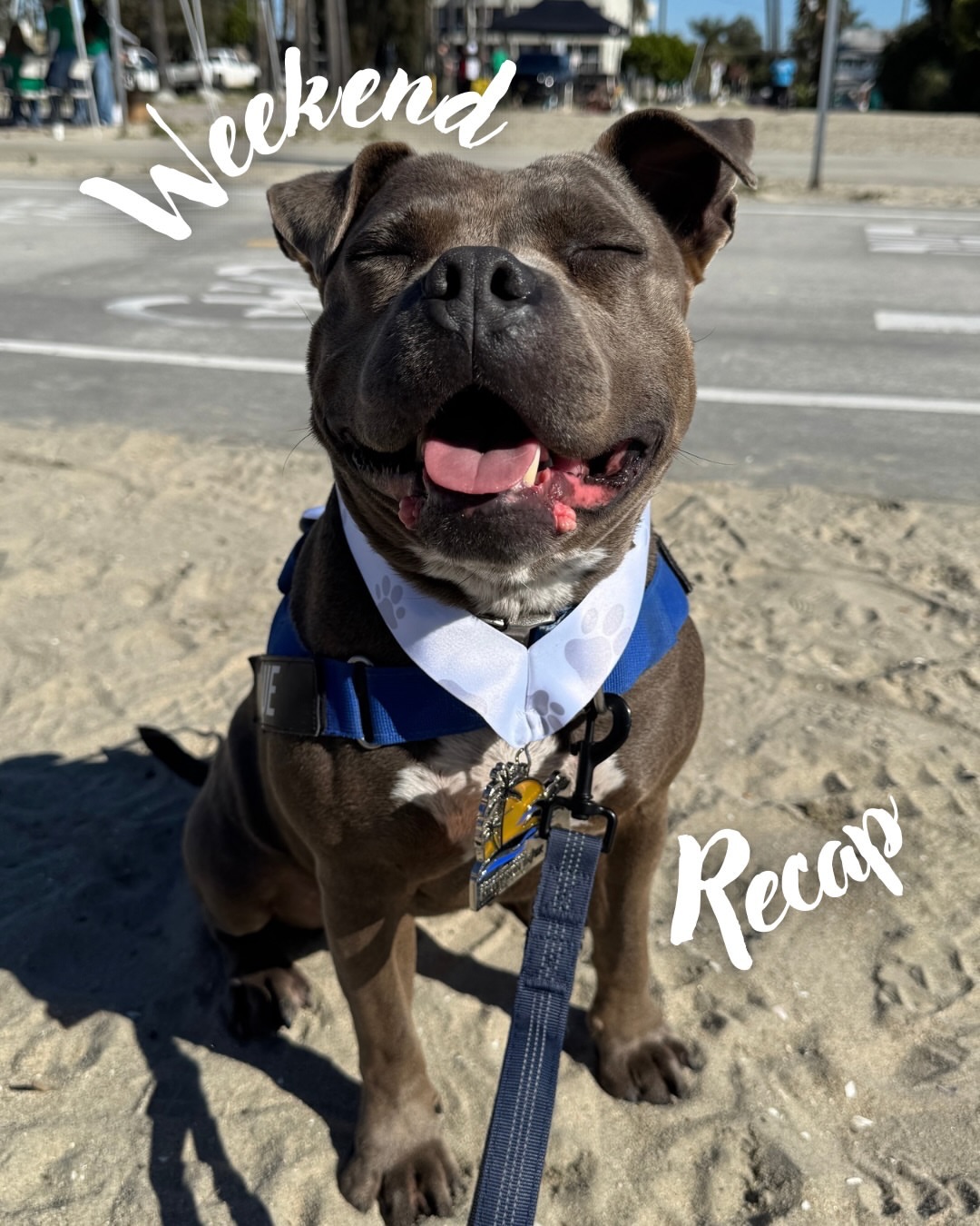 We’re so happy to be a part of Blue & her mom’s weekend! Repost @_blueygirl What a weekend Blue and I had! 😮💨 We were out and about all around town visiting various markets and going on lots of walks! 🛍️🚶🏽♀️🐾
I think the highlights of our weekend was pawticipating in our first 5k with @signalhillrotarymuttrun to support @lbanimalcare and getting to go walking with all our friends 🥰🐶🐾
And even though shopping at our fave stores and markets burns a hole in my wallet 🥲💸 we can’t help it because we love supporting independent and small businesses! 🩵
Blue and I hope you had a great weekend too! Let us know in the comments what you got up to ⬇️
#photodump #weekendrecap #supportlocal