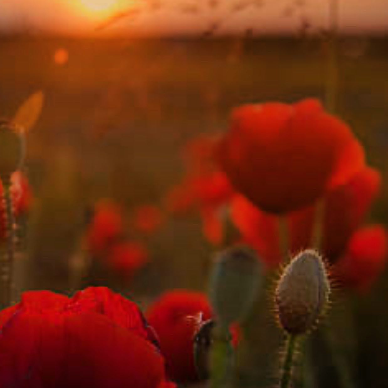 Lest we forget #anzacday2021
