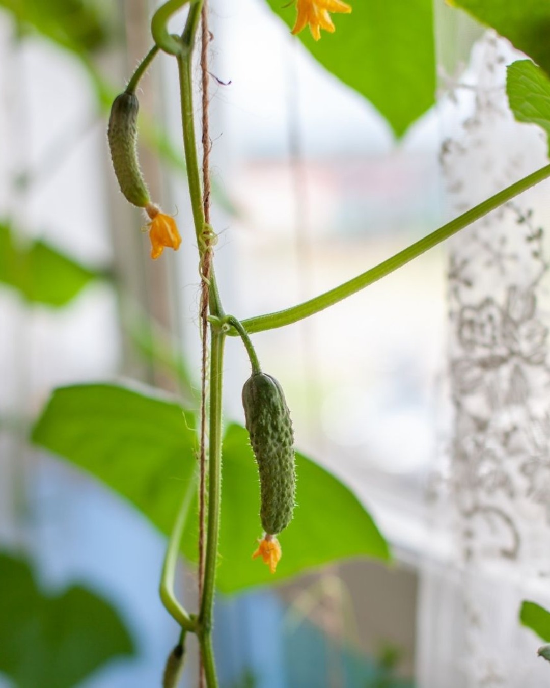 Drömmer du om ett fönster med prunkande växtlighet? Att odla en gurkgardin är inte bara dekorativt utan ger även mängder av gurkor att skörda - kan det bli mer närodlat än så? 🥒🌱
Dessutom är det otroligt enkelt och du behöver inte ens en trädgård! Allt du behöver är ett fönster med mycket ljus, gärna i söderläge☀️🌱
- Länk i bio