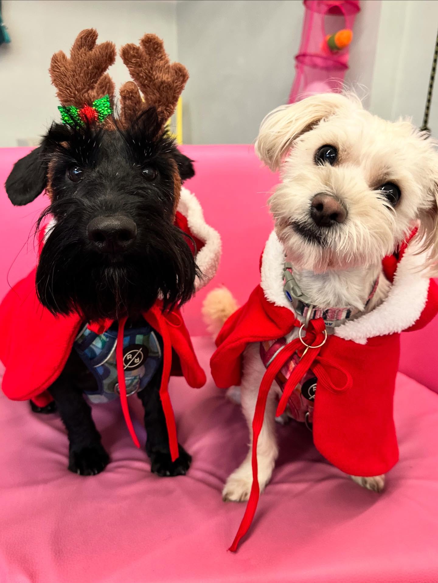 Santa paws ❤️ @tillysnin @harryhedwiglucky