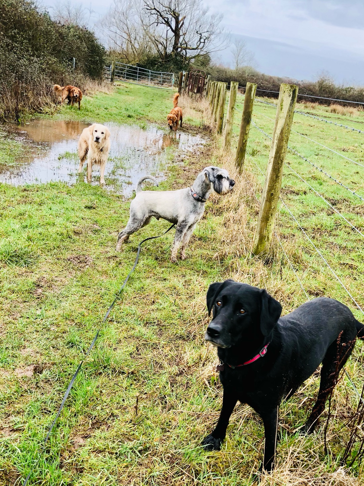 😁😁😁😁😁
If your dog would like to have a walk with us then contact us at www.ardendogwalking.co.uk and check out our half-day experience.
#ullenhall #tanworthinarden #hockleyheath #henleyinarden #dog