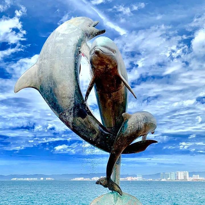 💙 Dancing dolphins
#vallarta101