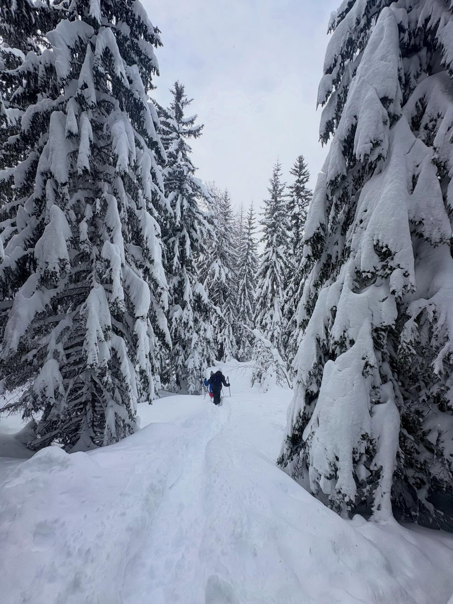 Forêts d’altitude @la_plagne @tsloutdoor