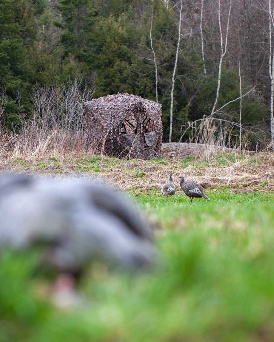 Right After the Snow...