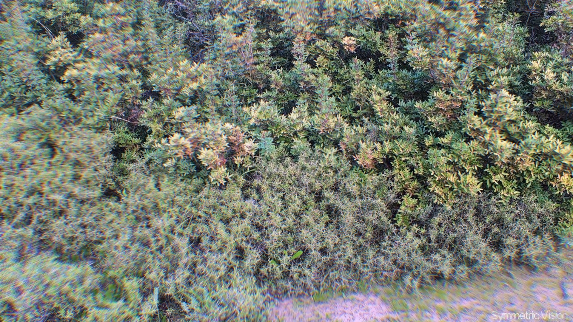 The infinite shrub 🤯🍄