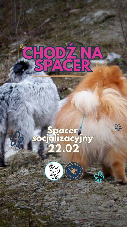 Cattle dogi i spokój w jednym zdaniu? Tak, to możliwe! 🐾 Spójrzcie na te ujęcia z ostatniego spaceru – trzy psy rasy, która słynie z tego, że niekoniecznie kocha cały świat, a już na pewno nie obce towarzystwo. Da się? Da się!
To jest właśnie magia naszych spacerów socjalizacyjnych. Nie szukamy tu psich przyjaźni na siłę, ale uczymy psy, że obecność innego kumpla obok to żaden powód do dymu.
Dobra wiadomość jest taka, że 22 lutego wracamy do Lasku Bemowskiego! Mam dosłownie ostatnie wolne miejsca w grupach o 10:00 i 11:00. Jeśli chcesz, żeby Twój pies też nauczył się spokojnego obcowania z innymi psami, tak jak cattle na filmie – zapraszamy!
Co trzeba wiedzieć?
👉 Działamy z Marleną z @kyon_zycie_z_psem (podwójne wsparcie!).
👉 Koszt: 100 zł.
👉 Grupy max 6 psów – stawiamy na jakość, nie na tłum.
👉 Żadnych smyczy typu flexi – bierzemy linki lub zwykłe smycze.
Jeśli się jeszcze nie znamy, napisz mi priv – poproszę Cię o kilka słów o Twoim psie, żebyśmy mogli go idealnie dobrać do grupy. Kto pierwszy, ten lepszy, bo miejsca znikają szybciej niż smaczki z kieszeni! 📩