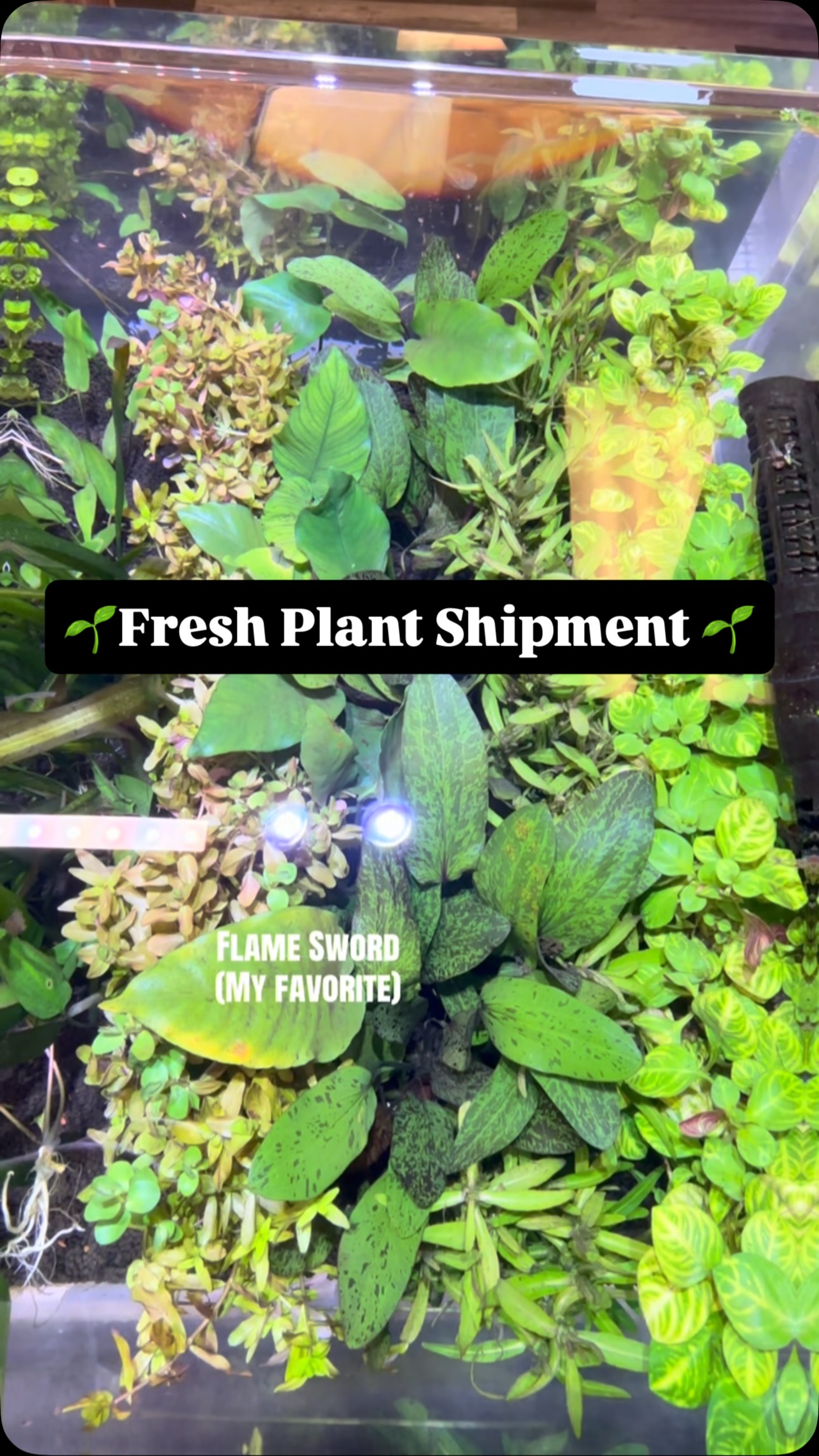 🌱 Fresh Plant Shipment 🌱
New plants just hit the tanks and they are looking great! Whether you are starting a planted tank, filling in gaps, or hunting for something new, we have lots of healthy options ready to go.
Stop by and check them out in person or message us if you are looking for something specific. #aquariumhobby #plantedtank #fishtank #undertheseanc #plants