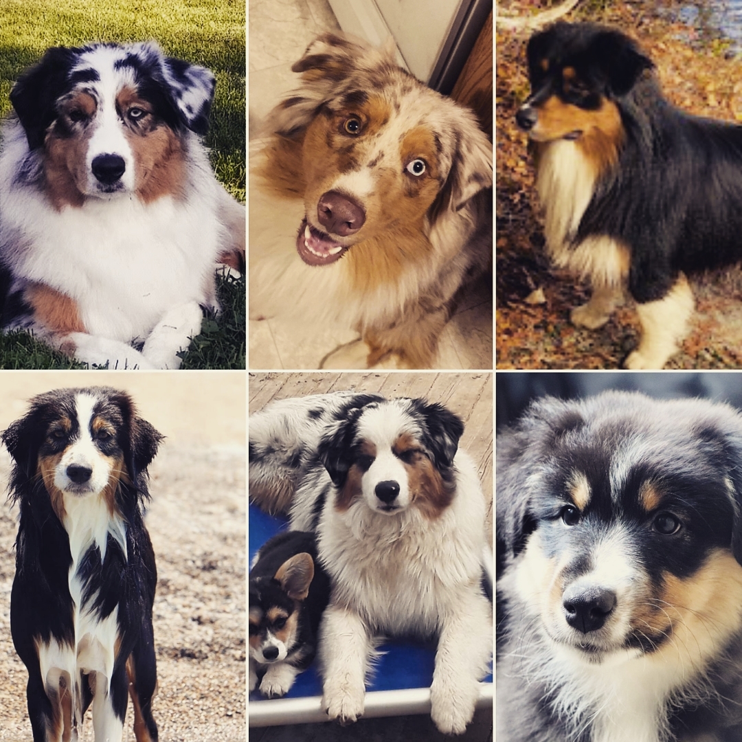 This litter has been a dream come true! Each of them filling their homes with love and excitement, I'm so proud of the things they've been up to. I want to wish them all an incredibly Happy Birthday, with all my love (and Lois's too) #forge #sydney #emily #storm #pyro #lonzo #happybirthday #aussies #ausableriveraussies #joshxlois #oneyearold #loves #aussiesofinstagram #aussies #australianshepherd #dogstagram #dogsofig #aussiesofig