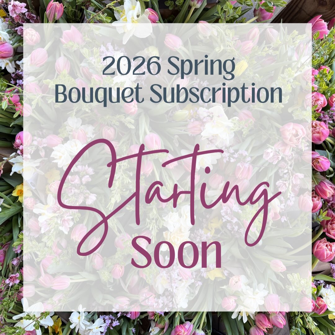 📣 Spring Flower Subscription launches SOON!! 💐
I don’t know about you but I’m done with winter and ready for color to return! There are so many hopeful signs of spring on the farm right now. Tulips and daffodils emerging. Hellebores and hyacinths bursting into bloom. Buds forming on trees. I can’t wait!
NOW is the time to subscribe to get the best of the first blooms of the season! If you are a flower fan you will absolutely love experiencing the spring season. Flowers include double tulips, ranunculus, anemones and other specialty varieties. Register in The Flower Shop on our website or click the link in bio!
#indigoirisfarm #lakewylie #cloversc #yorkcountysc #fortmillsc