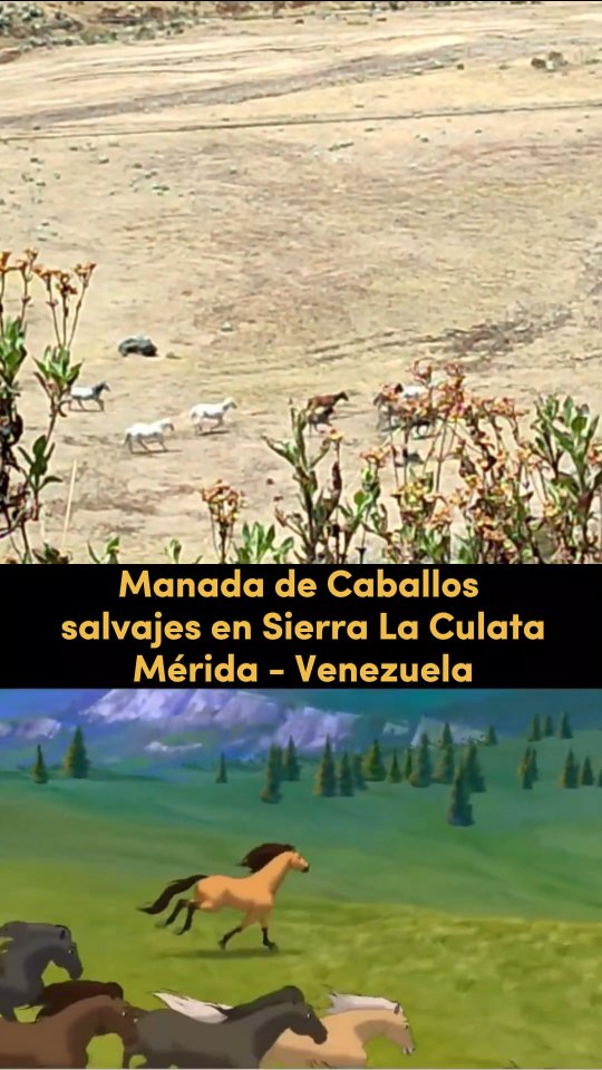 🐎🔥 ¡Comienza un nuevo ciclo lleno de fuerza y transformación!
Hoy celebramos el inicio del #AñoNuevoChino y damos la bienvenida al poderoso Año del #CaballodeFuego, un signo que solo aparece cada 60 años y que simboliza energía indomable, pasión, valentía y cambios profundos. En la tradición de China, este nuevo año lunar representa renacimiento, buena fortuna y la oportunidad de dejar atrás lo viejo para galopar hacia nuevos sueños.
El Caballo es símbolo de libertad, movimiento y determinación, mientras que el elemento fuego intensifica su espíritu, trayendo un periodo ideal para tomar riesgos, iniciar proyectos y perseguir metas con entusiasmo.
✨ Que este nuevo año te impulse a avanzar sin miedo, con el corazón encendido y la mirada puesta en todo lo que deseas conquistar. ¡Feliz Año Nuevo Lunar! 🧧
#SenderosMerida #ViveNuevasAventuras