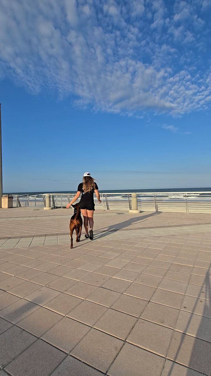 Chinese Red Dog Rieka @discoverdaytonabeach
-
Laizhou hong chinese red dog
-
Nothing for sale, DM to inquire about the breed!
-
dutch shepherd sighthound #rarebreed #protectiondog #chinesereddog beauceron schutzhund protection dog psa german shepherd guard dog trainer preservation chinese red dog #dobie #laizhouhong