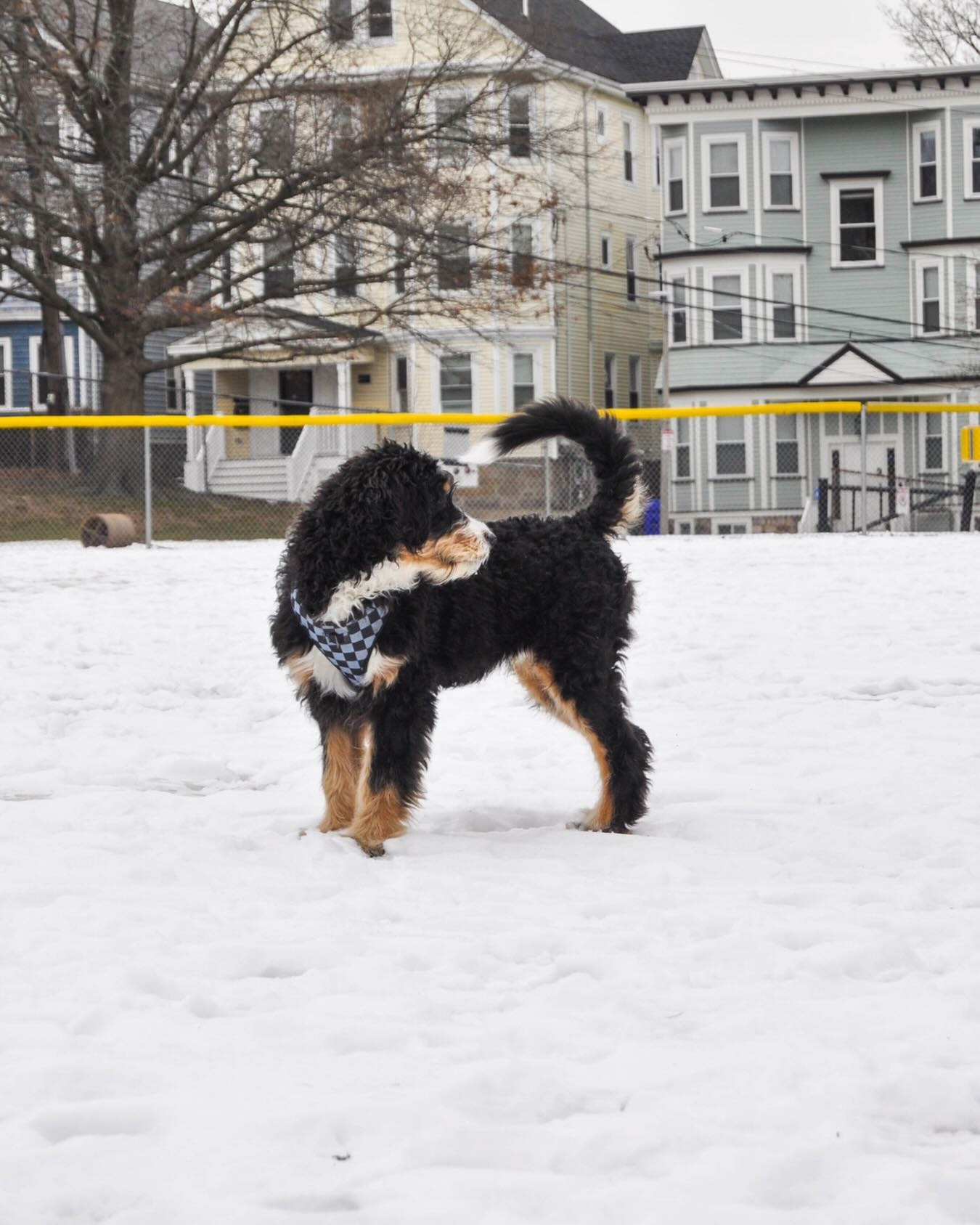 Every walk is a mini adventure. Love made them family. ❤️🐾💫 #WagWithWilliam #PositiveReinforcement #FearFreeTraining