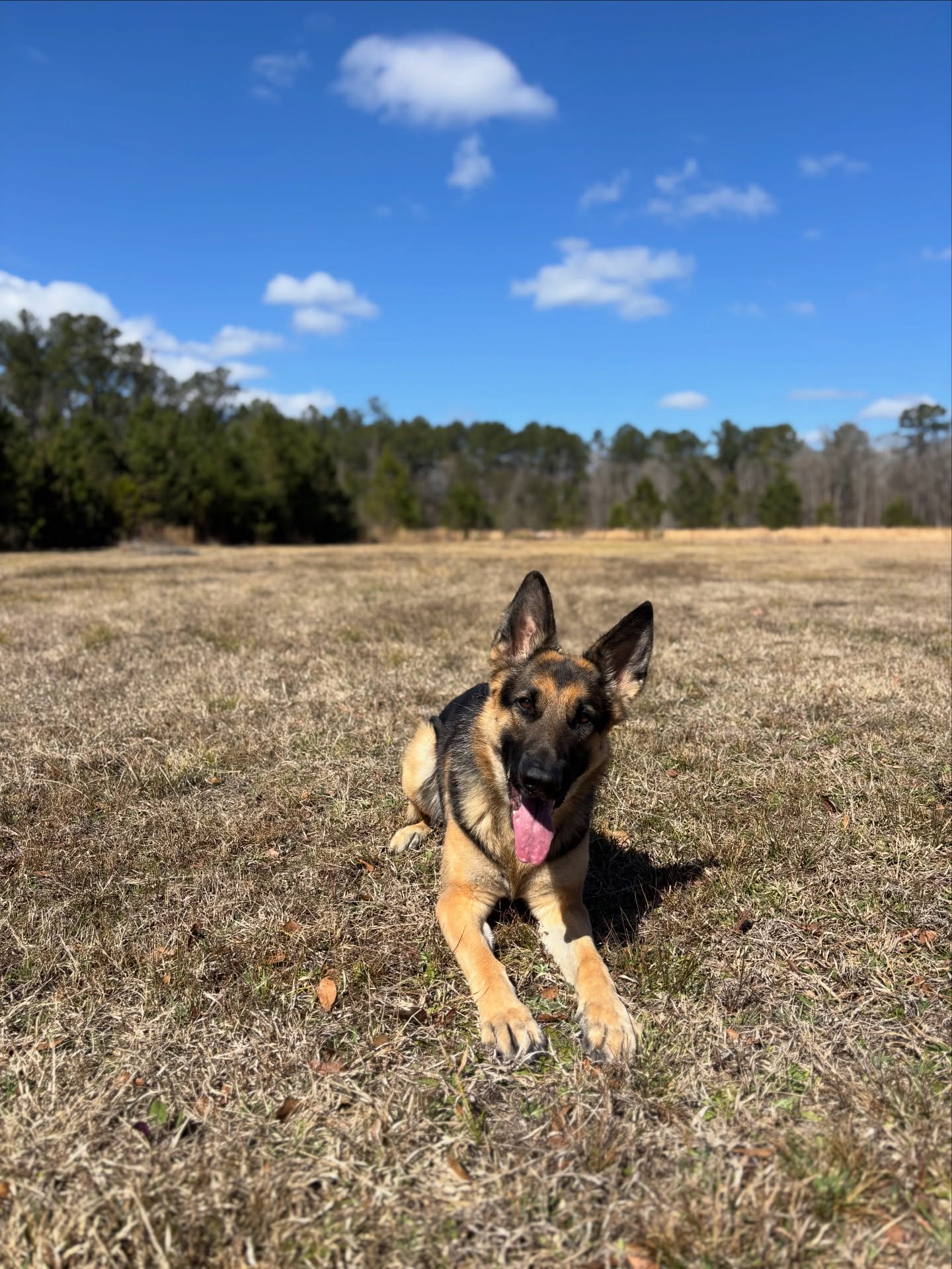 Ellie 🥰
#germanshepherd #gsd