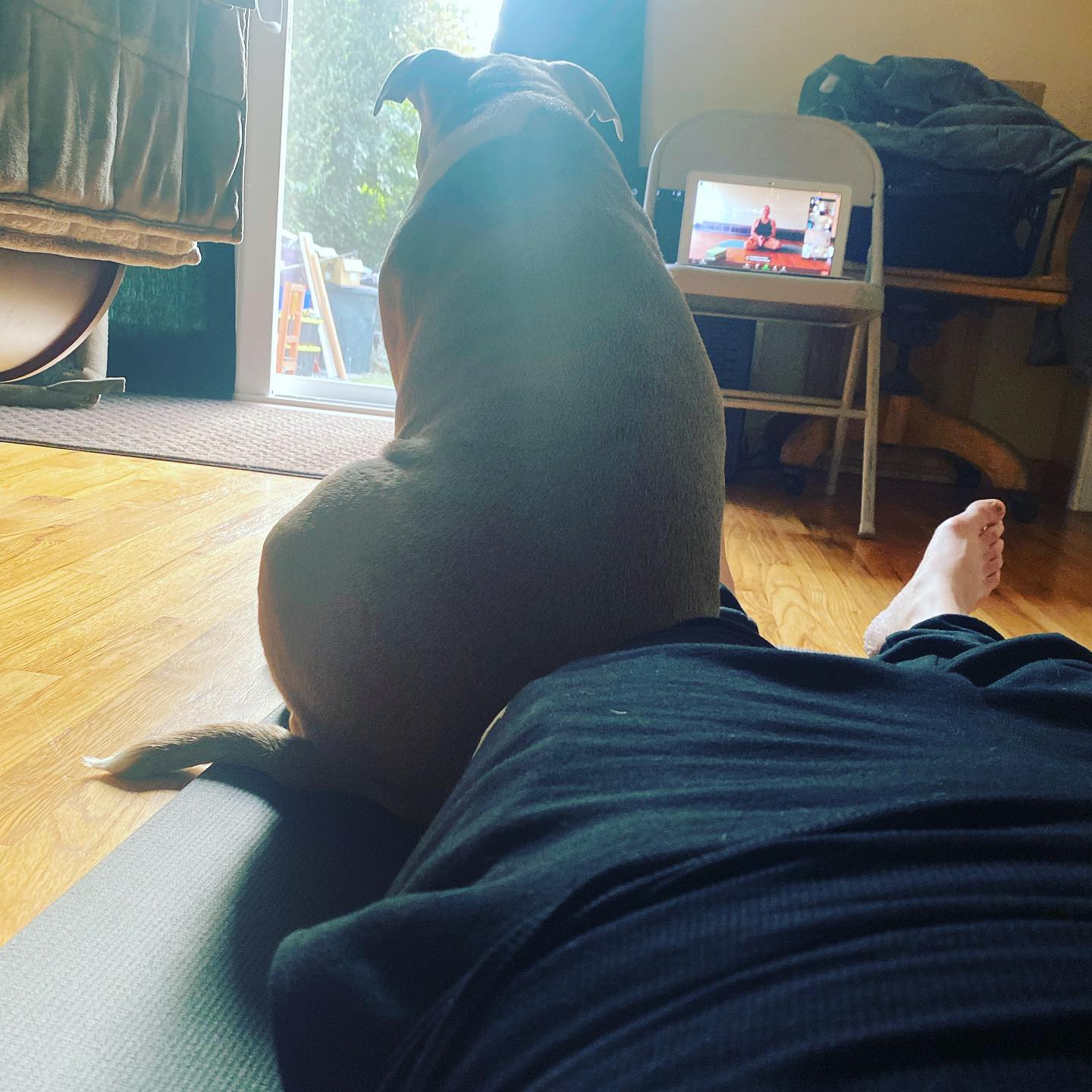 Savasana with Artemis #pitbulllife #yogapractice #breathetogetheryoga