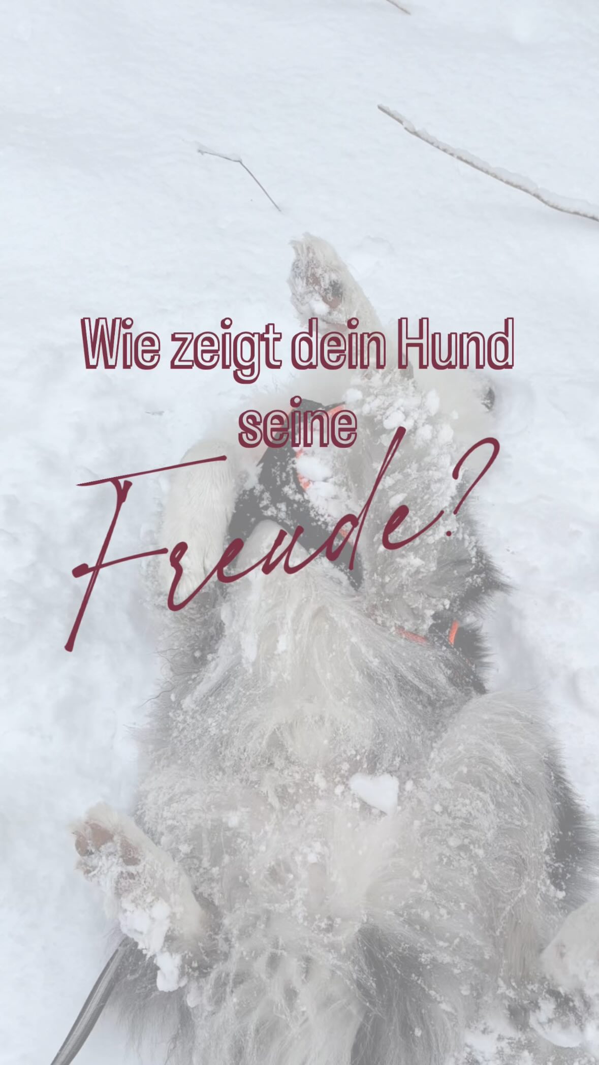 Happy Joni 🫶🏼
Joni’s Signature-Move ist einfach wälzen! 🥹
Wenn wir mal wieder Canicrossen / Caniwalken sind, er fluffigen Schnee unter den Pfoten spürt oder einfach grade richtig Spaß an der Zusammenarbeit mit mir hat dann packt er seine Rolle aus!
Ich finde es ziemlich witzig weshalb wir manchmal mit Unterbrechungen unterwegs sind 🤣
👉🏼 Was ist der Signature Move von eurem Hund?
HAPPYHUND
FUN
SCHNEEENGEL
#canicross #zughundesport