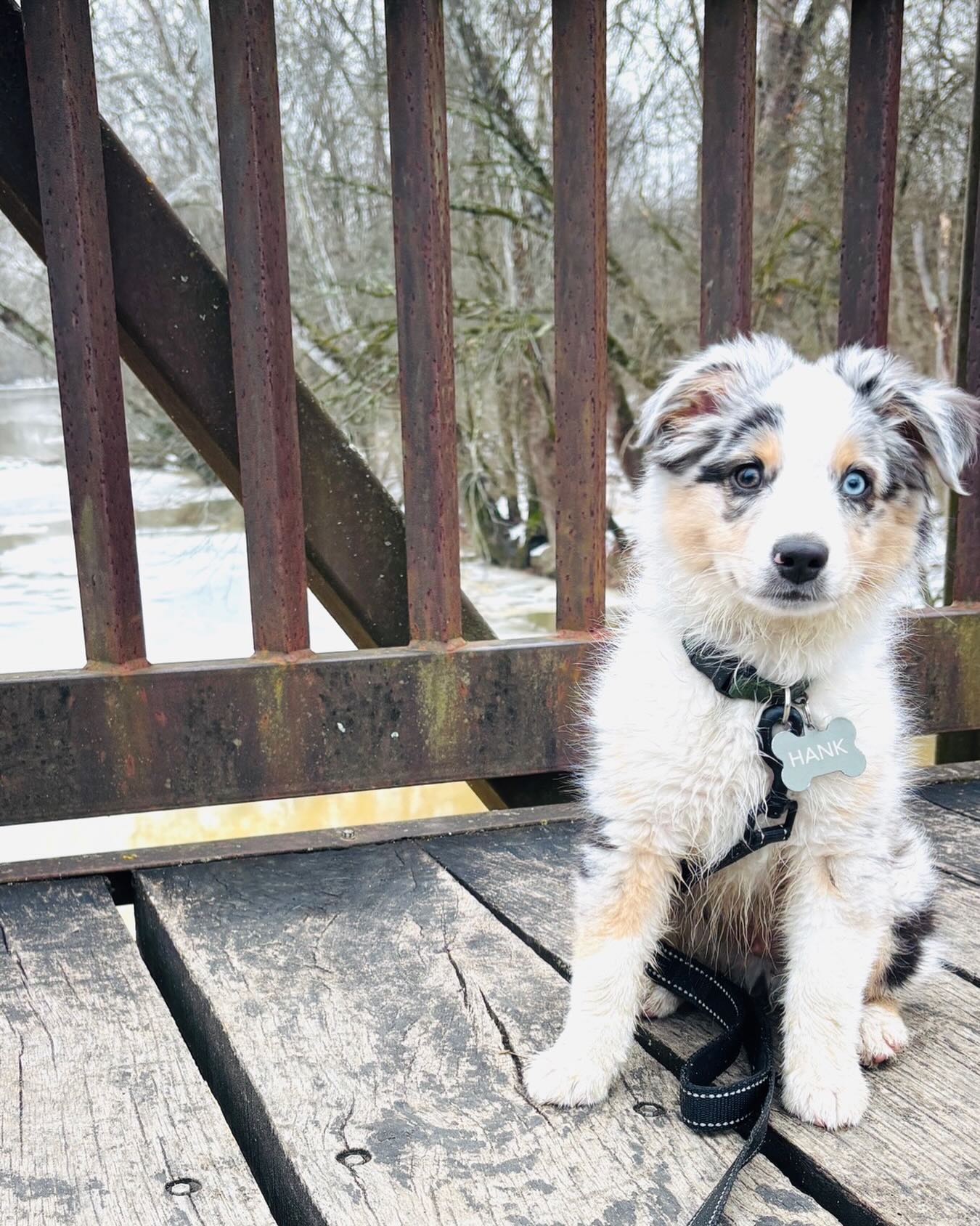 Your March PSA 🚨- get outside and enjoy the sunshine while you can - even if it’s soggy 🙌🏼🐾 your puppy’s future confidence will thank you 😊 Hank (Peppers xOakley) approves of creeks, long walks and sniffing the world!! 🌎
dog training or puppy training doesn’t have to be fancy. You just need to have your puppy explore the world while they’re still young so that it doesn’t become a scary place but a wonderful place full of adventure and new things going on walks to new places is a perfect opportunity to do that in spring is here folks so if you have a day where it’s not pouring rain get out there and enjoy it!!!!
.
.
#miniaussiepuppy #puppytrainingtips #newpuppytips #puppyenrichment #dogtrainingmadeeasy