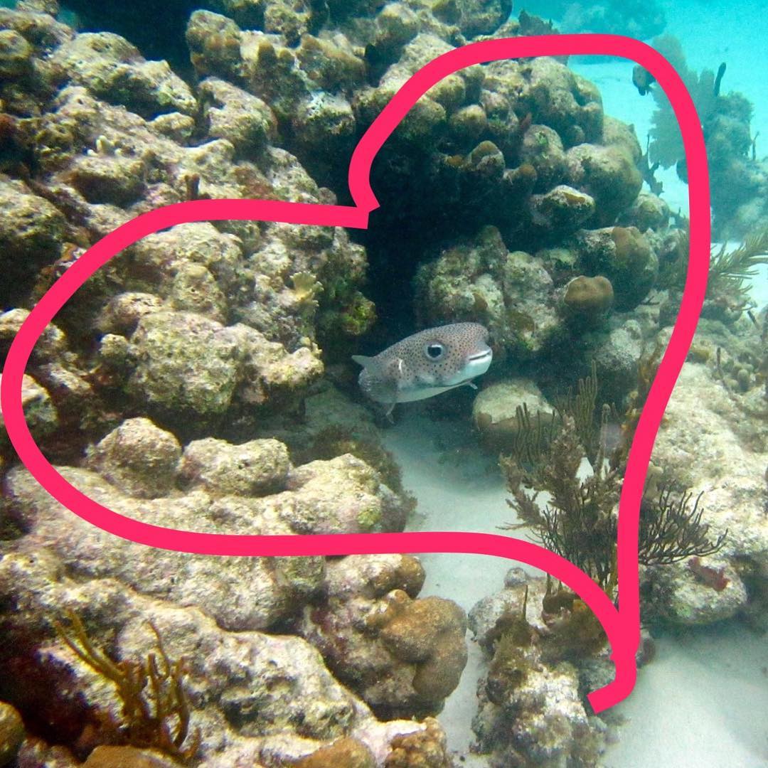 Happy Valentine's Day! 💕#valentines #snuba #virginislands