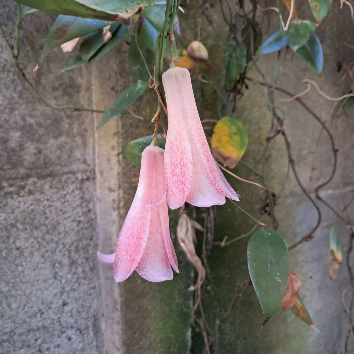 Bellos copihues variedad Catalina, un planta que tengo en mi casa floreció muy bellas flores. #Copihue #flores #flowers #lapageriarosea #floreria