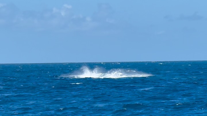 Some days at sea feel like a gentle exhale.
Today was one of them.
On our sail from Anegada to Virgin Gorda, with the trade winds filling Bliss’ sails and that endless BVI blue stretching in every direction, the ocean decided to give us a parting gift.
A whale.
Not a distant shadow. Not a maybe. A full, magnificent, heart-stopping sighting. 🐋
There’s something about encountering a creature that ancient, that powerful, that utterly at home in the wild blue. It humbles you. Reminds you that we are guests out here.
What a way to close out our final day of charter. Sails full. Guests smiling. Whale blessing us on our passage.
Bliss, indeed. 💙
#BlissMoments #BVISailing #LuxuryYachtLife #VirginGorda #Anegada OceanMagic CharterLife BlessedAtSea SailingBliss