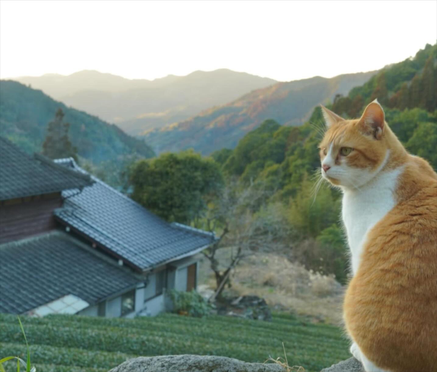 今日は猫の日でした
Today is the cat day in Japan
As always he is watching over the tea fields and sunset.
The guardian of Sky Tea House.
#SkyTeaHouse #YameTea #MountainLife #JapanRural TeaField