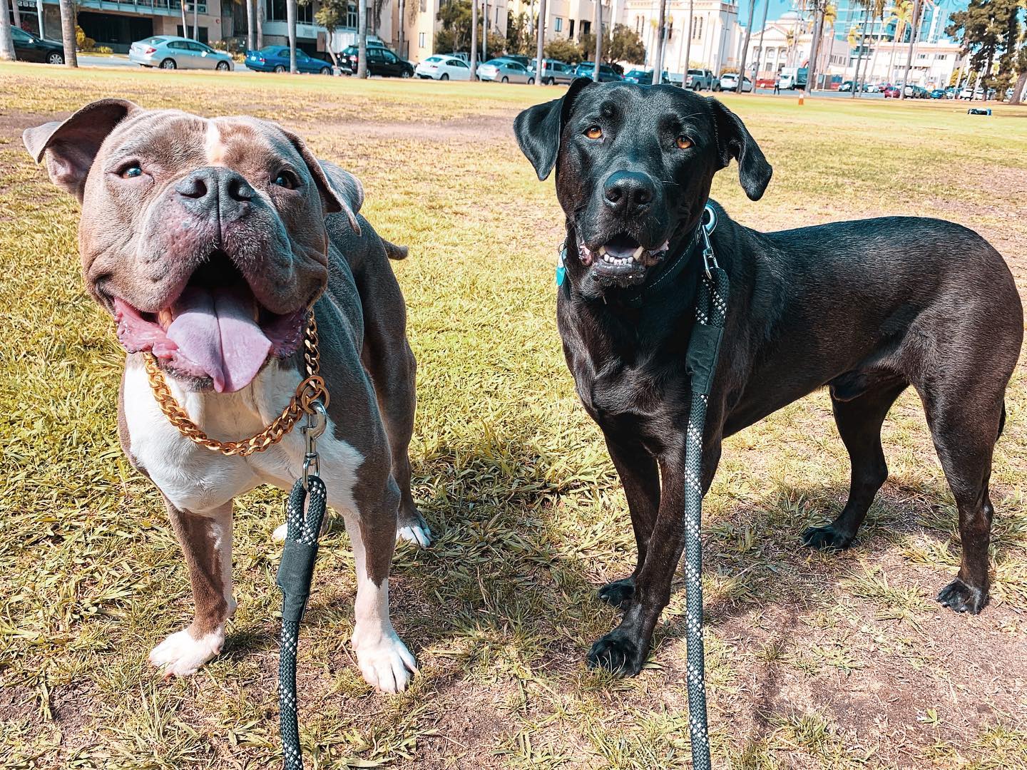 “Hey I’m gonna go play with this guy k? My mom said it’s fine. Just unhook my leash. We’ll be right back, honest” 🐶 🤞