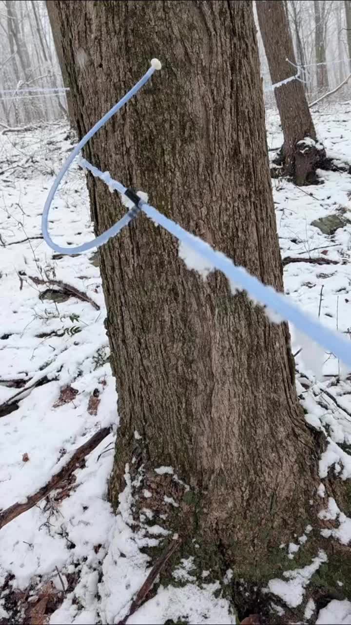 Even with today’s snowfall, the sap was still flowing strong!
We can’t wait to show you all the fun that goes into making maple syrup this weekend! 🍁
https://www.rivervalleysmaplesyrup.com/maple-weekend
#pamapletours2026
#pamaplesyrupfarmer #syrupmakingtime #minehartgapmaple #SyrupSeason