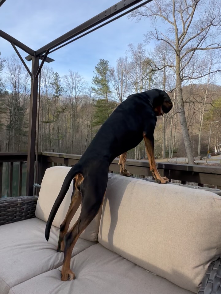 Morning Merlin Bird App-ing with Bubbles🐾
#travelwithdogs #dog #dogfriendly #natureescape #asheville