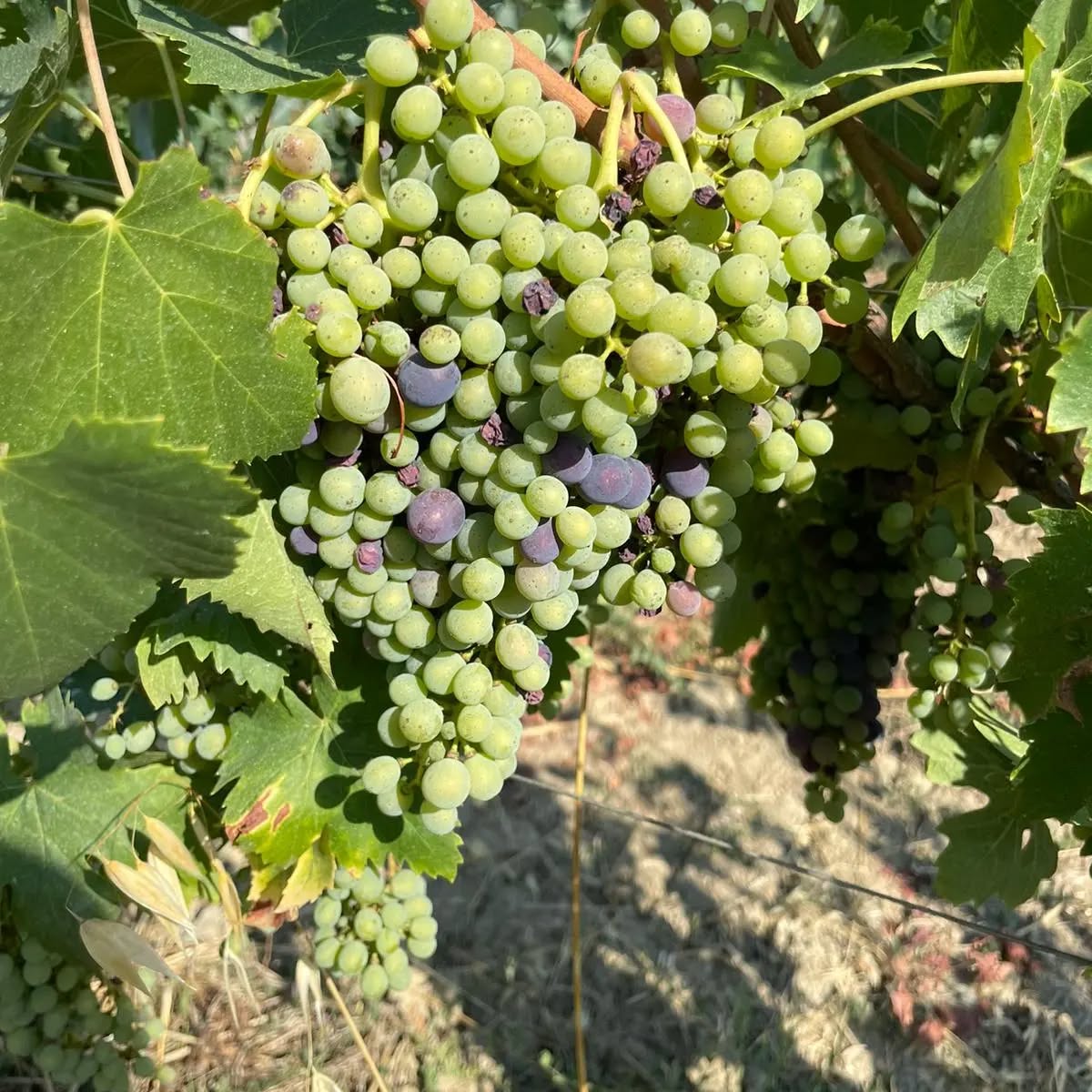 Invaiatura.. Per migliorare devi essere disposto a cambiare "colore" 🍀