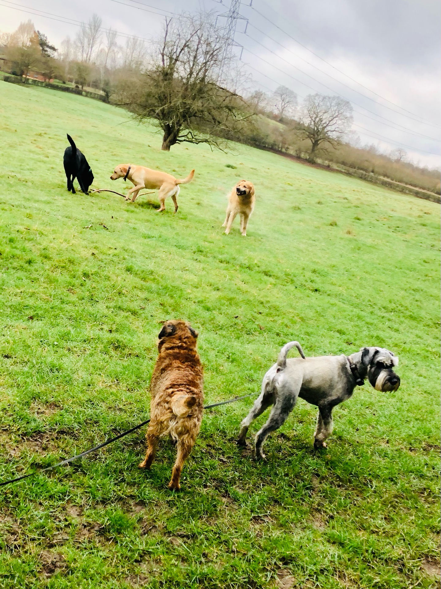 😋🐾❤️
If your dog would like to have a walk with us then contact us at www.ardendogwalking.co.uk and check out our half-day experience.
#ullenhall #tanworthinarden #hockleyheath #henleyinarden #dog