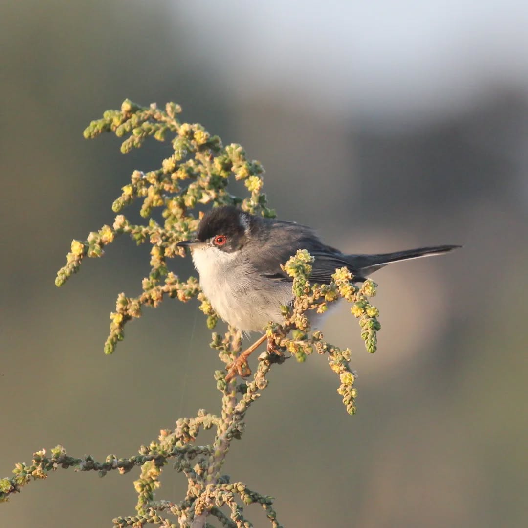 A male sardinian warbler.
#islandwildlife #kefaloniawildlife #kefaloniabirding #guidedwildlifewalks #sardinianwarbler