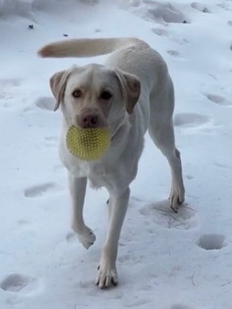 Please help us with our friend, Dutch, a very happy 3rd birthday! 🎉 We’ve been walking this guy since he was just a pup and it’s been a gift to watch him grow! ❤️🐾