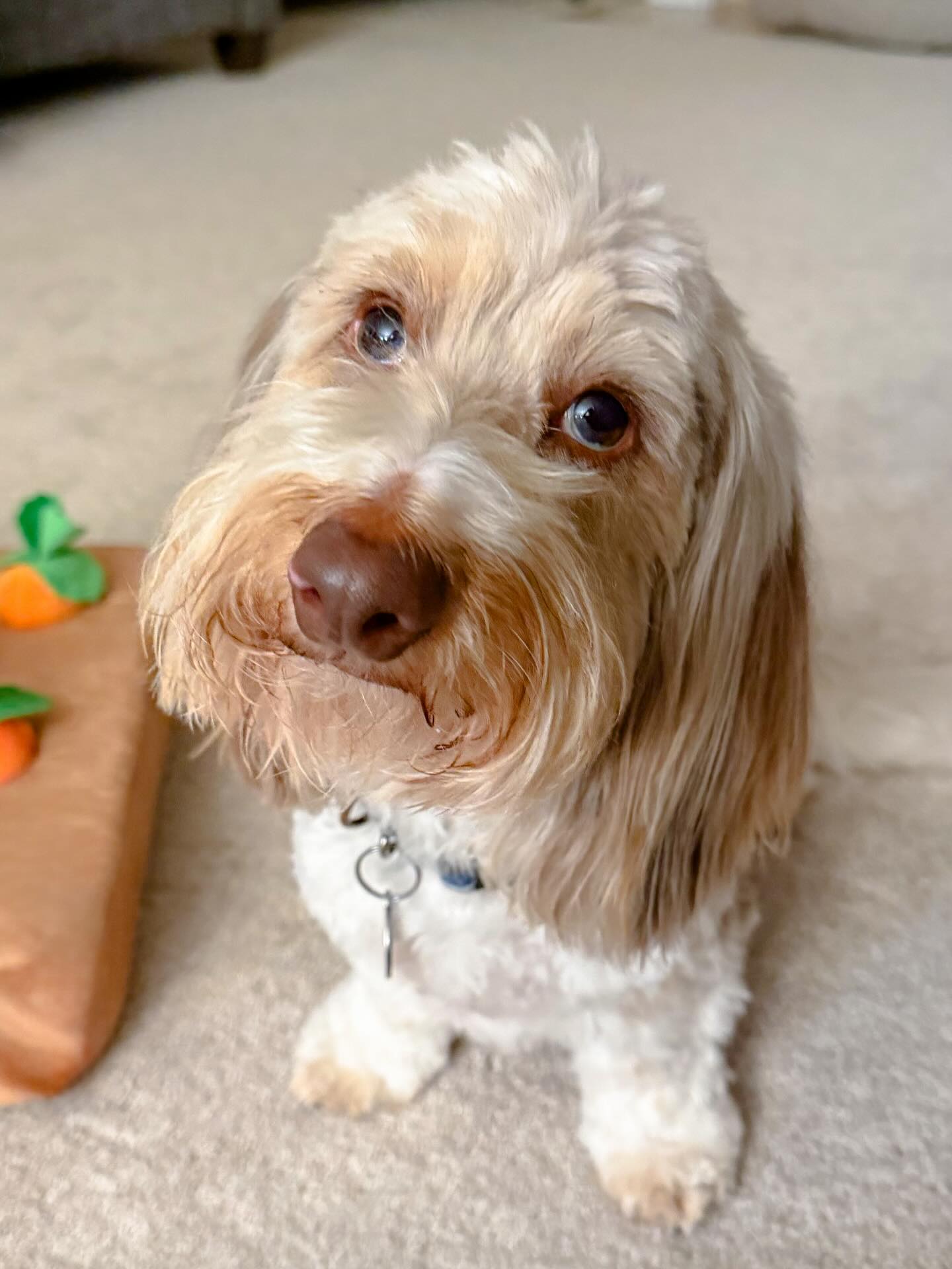 This wirehaired dachshund is such a joy to work with.
He’s social, food-motivated, and eager to engage and like all of us, there are skills that come easily and others that take more time.
Good training honors both.
Progress isn’t about perfection - it’s about support 🐾