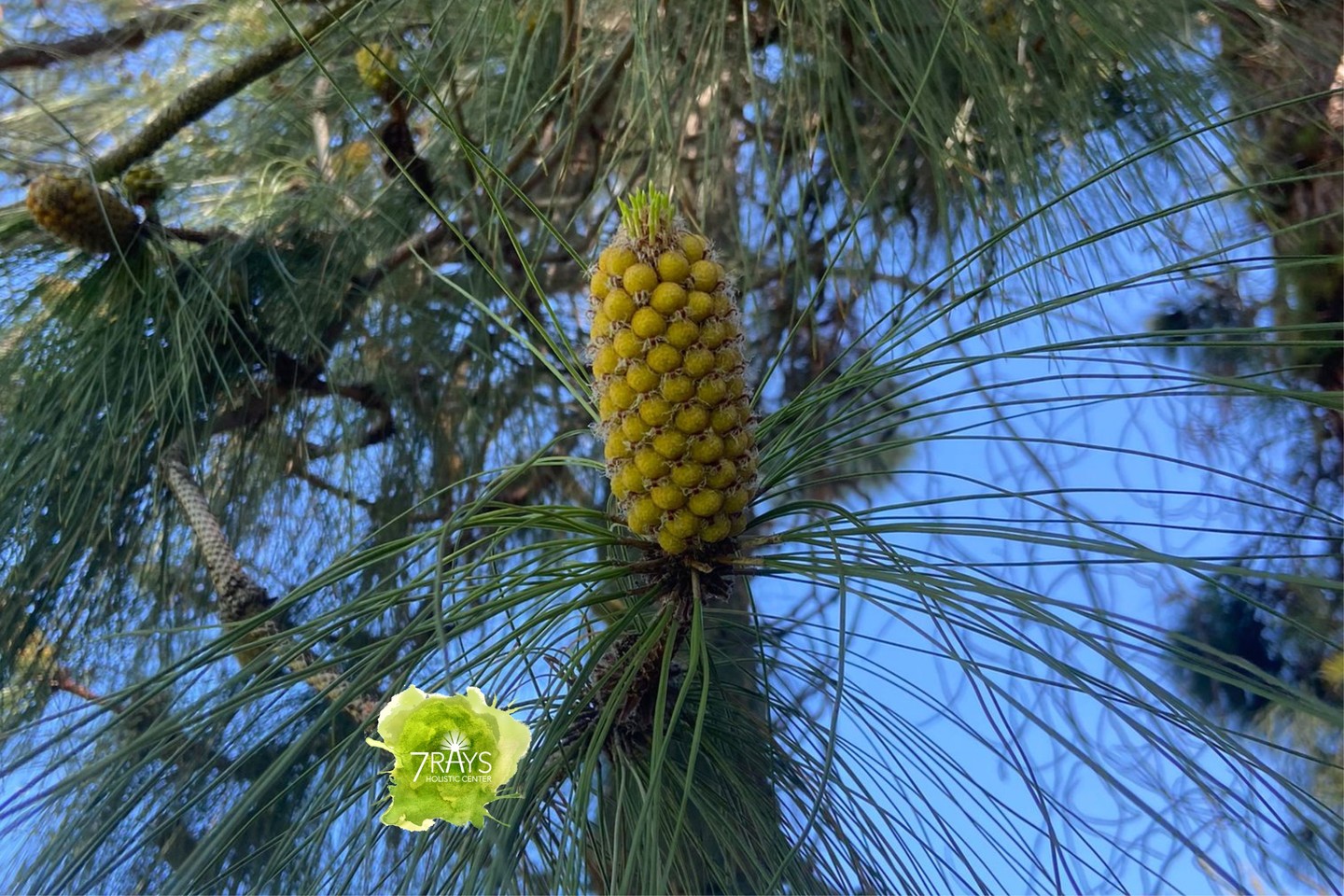 I stood beneath this tree and noticed how easily my mind wanted to wander.
To yesterday.
To tomorrow.
To conversations not yet had.
And yet… this small, golden formation in front of me was asking for my presence.
Our minds are powerful. They pull us into memory and projection. Into stories of what was and what might be.
But healing happens here.
In the now.
In the body.
In the breath.
When we gently return to the present moment, something softens. The nervous system settles. The heart opens. And what once felt chaotic begins to reorganize itself.
Presence is not passive.
It is a courageous act.
Today, I invite you to pause.
Notice what is in front of you.
Let the moment hold you.