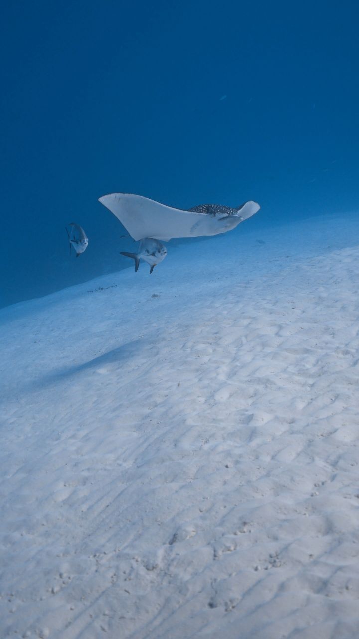 You don’t know how the dive will be… until you know. 🌊
It’s still eagle ray season in Cozumel — and some of the best dives are the ones you never saw coming.
Have you ever planned a “normal” dive that turned into something unforgettable?
Tell us about your most surprising underwater encounter 👇
Ready to create your own?
DM us to reserve your spot.
#AldoraDivers #EagleRaySeason #cozumel #scubadiving #cozumelisland