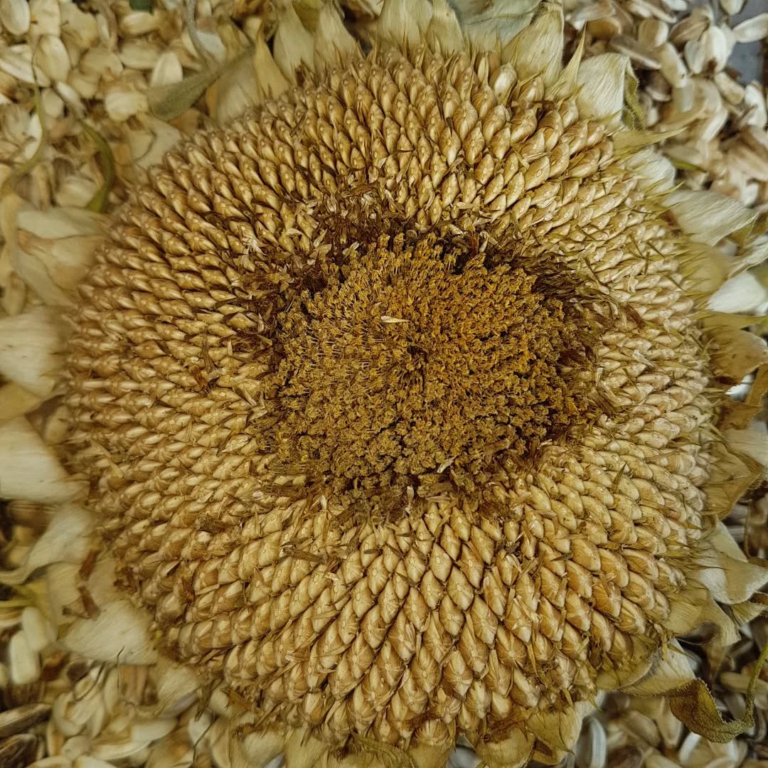 Been harvesting this year's sunflower seeds .. worthy of a #sacredgeometry tag I think ๐
A longer job than I expected, popping all those seeds out!
#sunflowerseeds #harvest #patternsinnature #growyourown