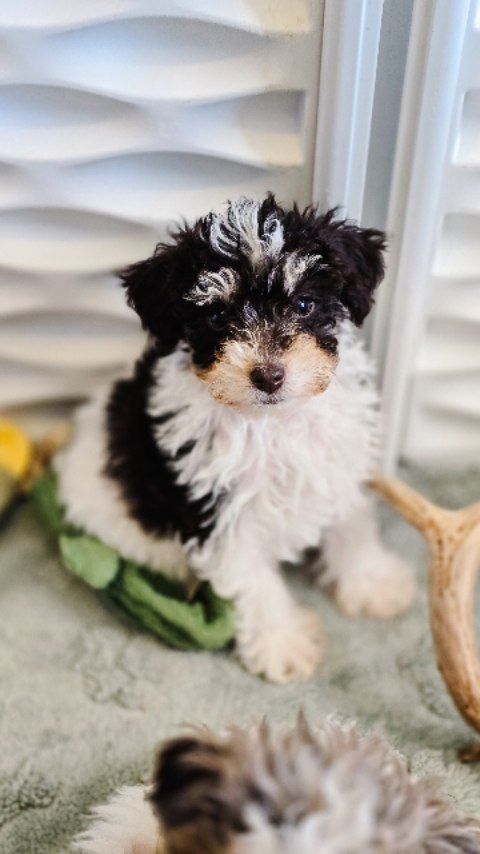 A day in the life of a schnoodle puppy! 🐾
#schnoodle #schnoodlepuppy #schnoodlesofinstagram #minischnoodle #toyschnoodle