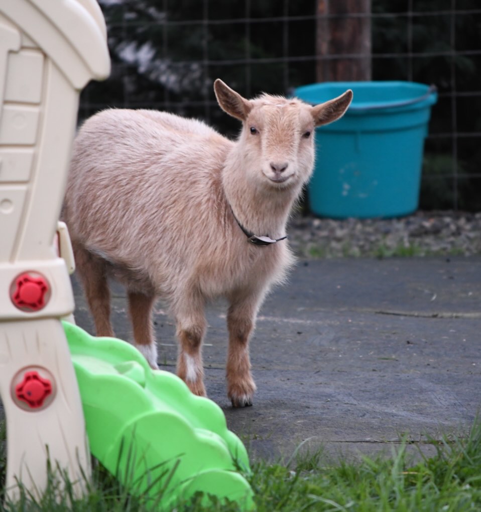 Skippy says have a great Saturday 🤗
#farm #goats #nigeriandwarfgoats #babygoat #adga