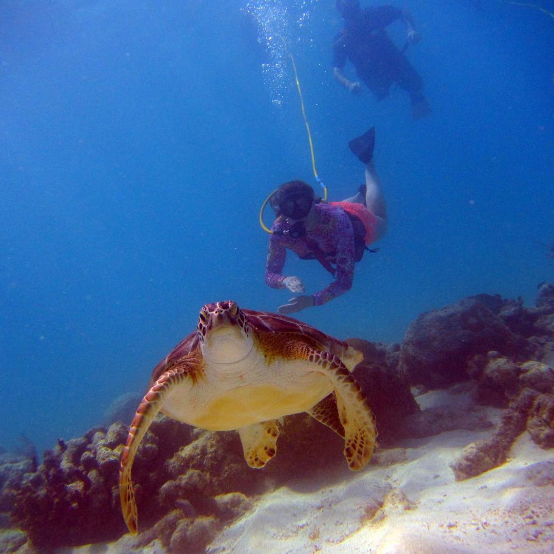 Who are you calling nosy? #SNUBA #family #familyvacation #turtle #virginislands #stjohn