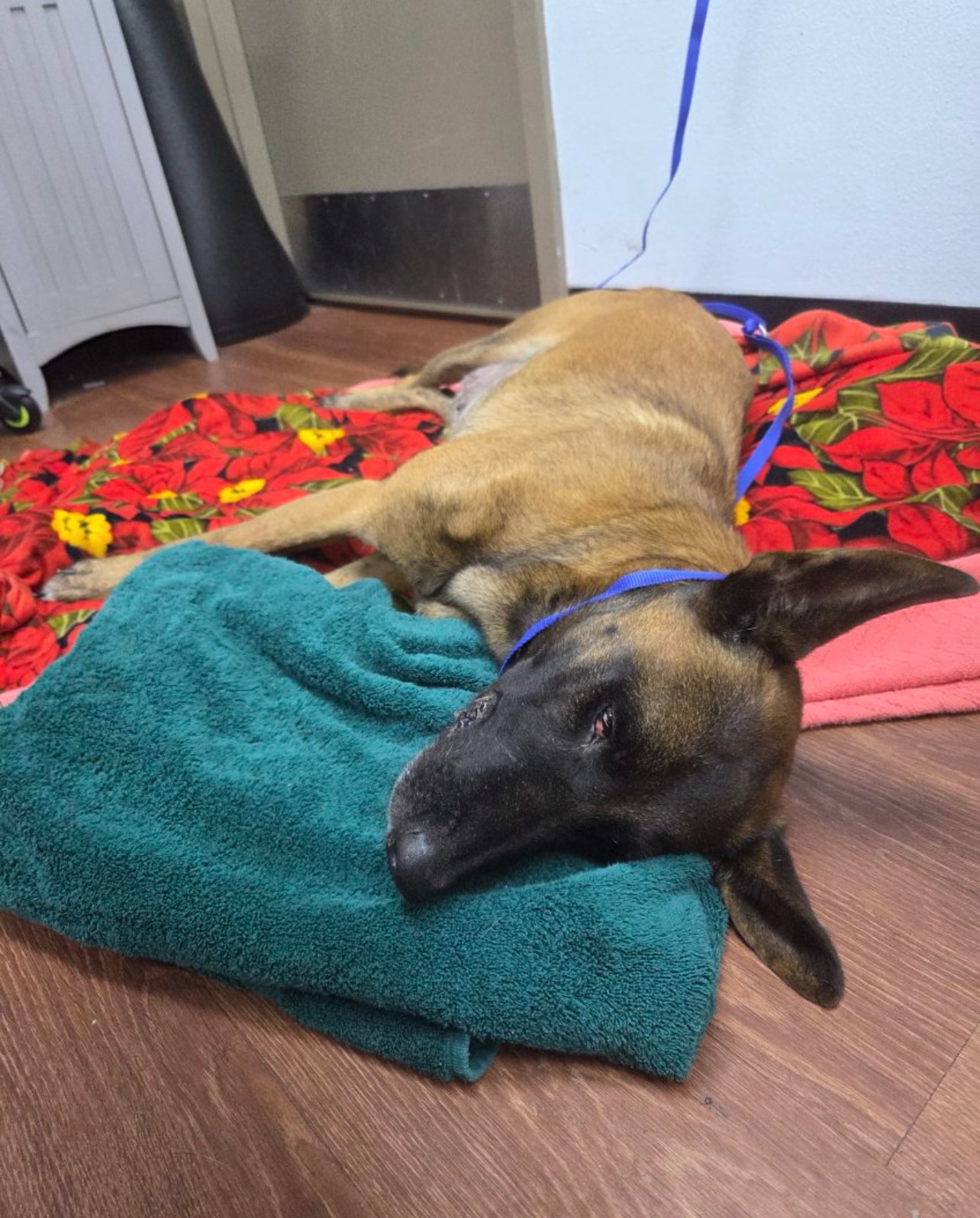 âŒïžURGENT HELP AND PLEDGES NEEDEDâŒïž
Sweet Malinois JUST hit by car with pelvis fracture, now in shock⊠Orange County contacted us directly, we said yes, and asked them to take her to the closest VEG to stabilize her and try to save her life.
We need pledges for her care. PLEASE!đ
