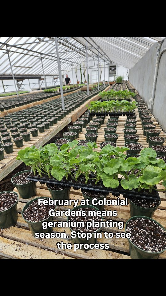 It's geranium baby time! We are busily planting over 2500 of the best geraniums you will ever grow. We will be nurturing these baby plants into our gorgeous, lush, container ready geraniums. Stop in to see the planting process, or any time over the next 12 weeks to see how they're growing!
#colonialgardens #geraniums #greenhousegrown #smallbusiness #fairfieldct