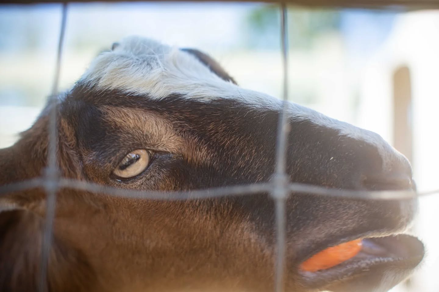 Scenes from my potential next life.
#wildlifephotography #pettingzoo #farmlife🚜 #eyesarethewindowtothesoul #animalovers