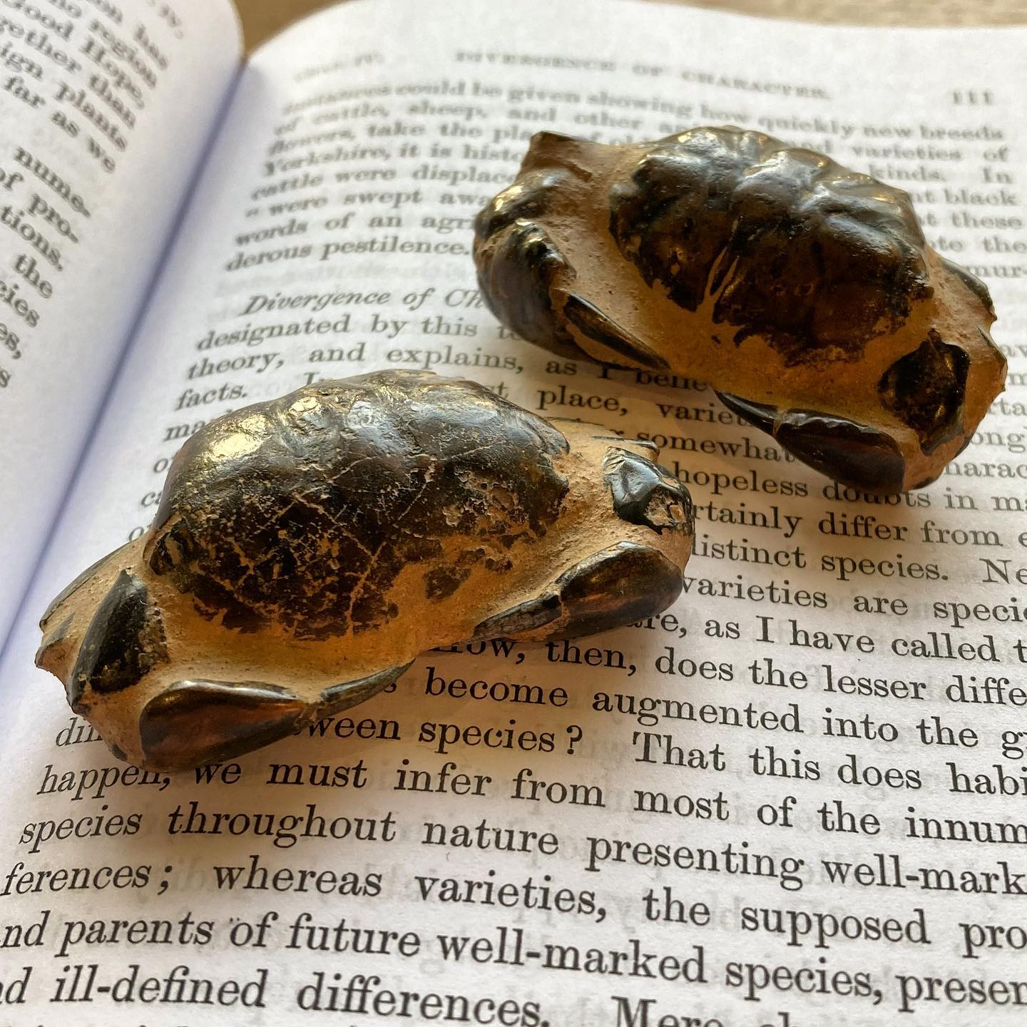 The first true crabs evolved around 130 million years ago during the Jurassic Period!
They have since adapted to their individual environments becoming one of the most wide spread group of animals on the planet.
#crabs#crustaceans#oceanlife#sealife#wildlife#fossils#naturalhistory#jurassic#jurassicperiod#animals#invertebrates#facts#didyouknow