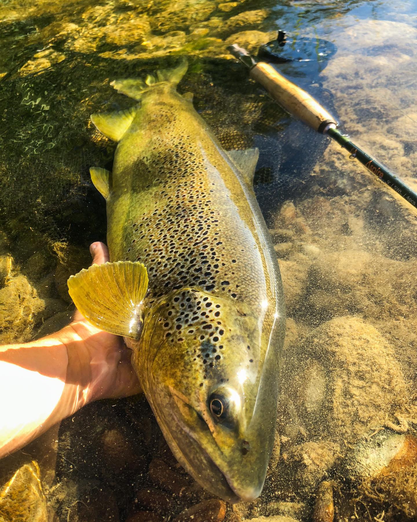 Joyeuses fêtes de fin d’année à tous ! 🎉🍾
Je voulais remercier tout ceux qui m’ont fait confiance dans le montage de mouches cette année, et pour tous vos magnifiques retours 😍
Merci à tous mes amis pour les bons moments de pêche ! J’ai hâte de vous revoir en 2023 !😊😍
Profitez bien, je vous souhaite tout le meilleur pour 2023. En espérant que nos rivières soient belles avec de beaux poissons 🙏.
#flyfishing #trout #troutfishing #troutcandy #troutcreek #troutbum #troutflies #troutfly #flyfishingwyoming #flyfishingaddict #flyfishingphotography #flyfishingart #flyfishingadventures #peche #pecheur #pêcheur #pechefrance #pecheauleurre #pechealamouche #truite #truitefario #bigtrout #browntrout #troutfishing #grayling #truitesauvage #troutlife #troutlures #release #nokill