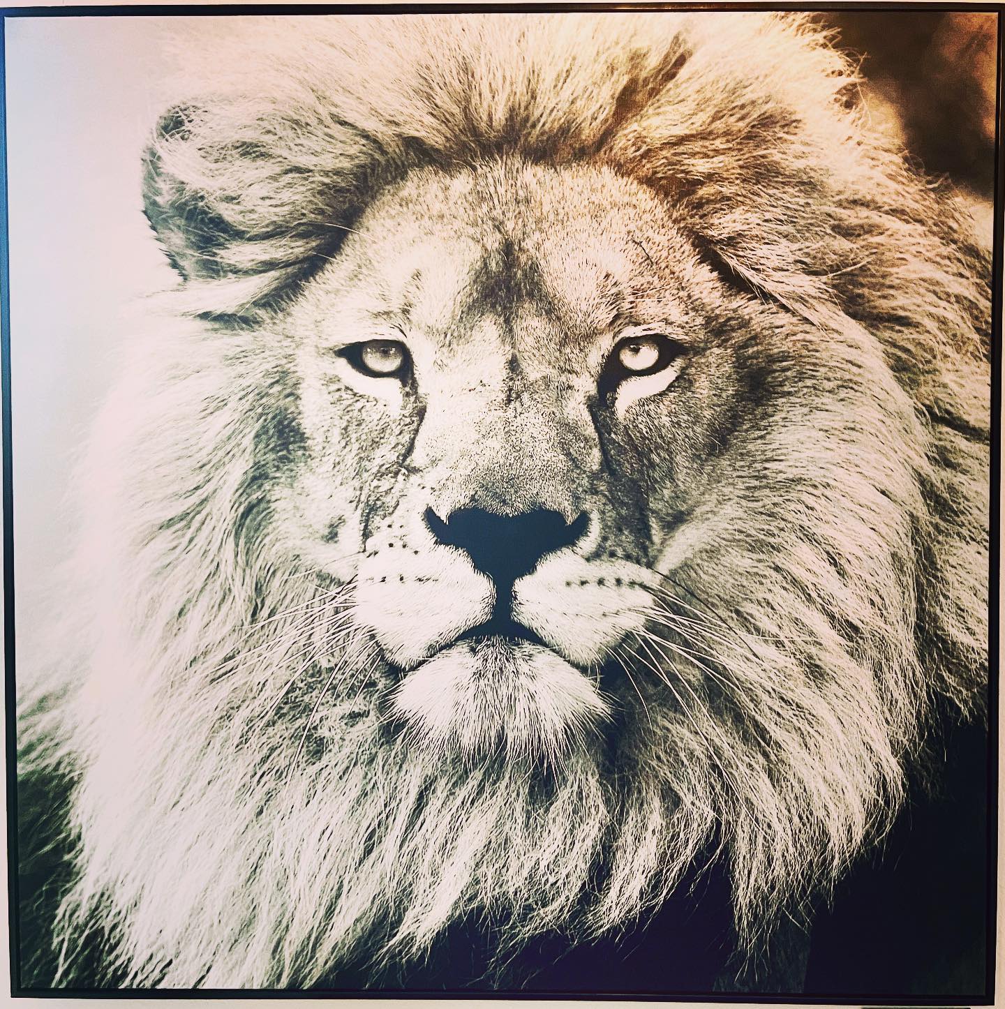 8/8/2023
The Lionās Gate
This is the first year I have decided to recognize this day. Many years prior I would hear many spiritual teachers and channels discuss the importance of the Lionās Gate on 8/8, not really feeling its significance or thinking it was just another day. As an astrologer, my old lensing did not show me its energy. As Iāve worked to explore the mass energies on the planet as well as within people, it has led me to extend my gaze beyond the interplanetary connections.
Although I still track the planetary systems, this year these two back to back X-flare Solar Flares have shown me so much. The Solar energy - the energy of the Leo season and the Lion.
Iāve noticed more of the energetic frequencies that run through our physical electric/ magnetic cellular structure, like sparks or beams of light that extend from each one of us on the path of awakening /enlightenment/ ascension/ incension/ spiritual evolution - or whatever wording your cosmology chooses to call it.
These rays of light connect us whether we are consciously aware of it or not. Carl Jung spoke of the collective unconscious or archetypal structures, and Rumi spoke of each individual being the entire ocean in a drop.
I see now how we have collectively agreed to be here, on this planet, at this time, together to be like the Lions - each serving to protect our individual piece of land. To show our Lion heart and our individual power, while simultaneously taking responsibility for our family and the entire jungle, like the regal warrior of light we have agreed to be. This symbol of strength, sovereignty, power, love, courage, and nobility absolutely deserves this day to witness in all of its awe and magnificent beauty.
Today, I have chosen to recognize the spiritual warrior spirit in our krystic hearts on this 8/8 Lionās gate.
If youād like more of an astrological perspective of this day, feel free to visit my other account @awakenedaspects for that explanation
.
.
.
#lionsgate #8/8 #8 #courage #lion #strength #krystic #heart #love #Leo #LeoSeason #eight #eighteightlionsgate #leyline #grid #earthkeeper #earthguardian #lionsheart #8lionsgate #lionsgateportal #activation