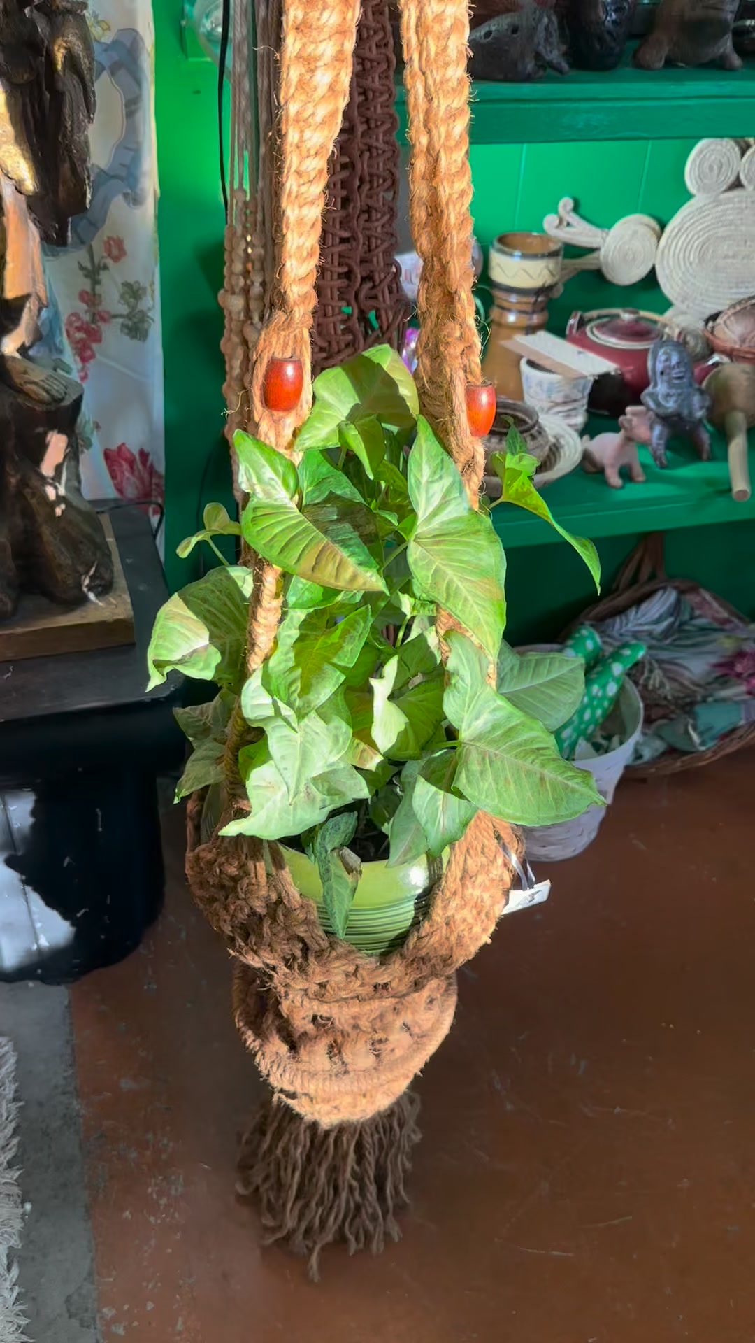 Gorgeous sunlight, funky macrame and a healthy arrowhead philodendron 💚 👌