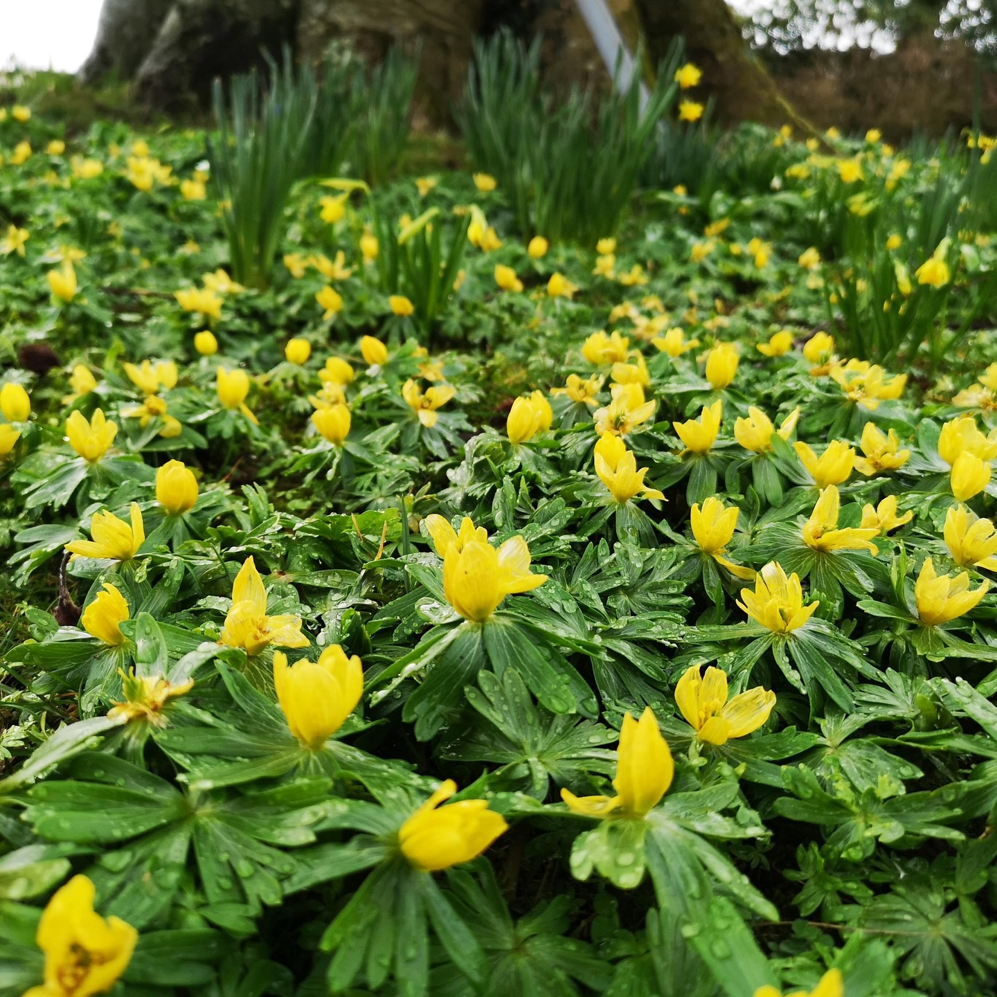 These Aconites we planted a few years ago in a client's garden are really starting to spread now - creating a beautiful carpet of yellow flowers.
.
.
.
.
.
.
.
.
. .
.
.
#Bloomsford #naturephotography #gardener #gardening #largegardening #clientsgarden #outdoorsman #naturelovers #naturelover #winterstyle #winterwonderland #macrophotography #macro #flowers #inspiration #aconites #springwatch #coldmorning #gardenersofinstagram #gardens #yellow