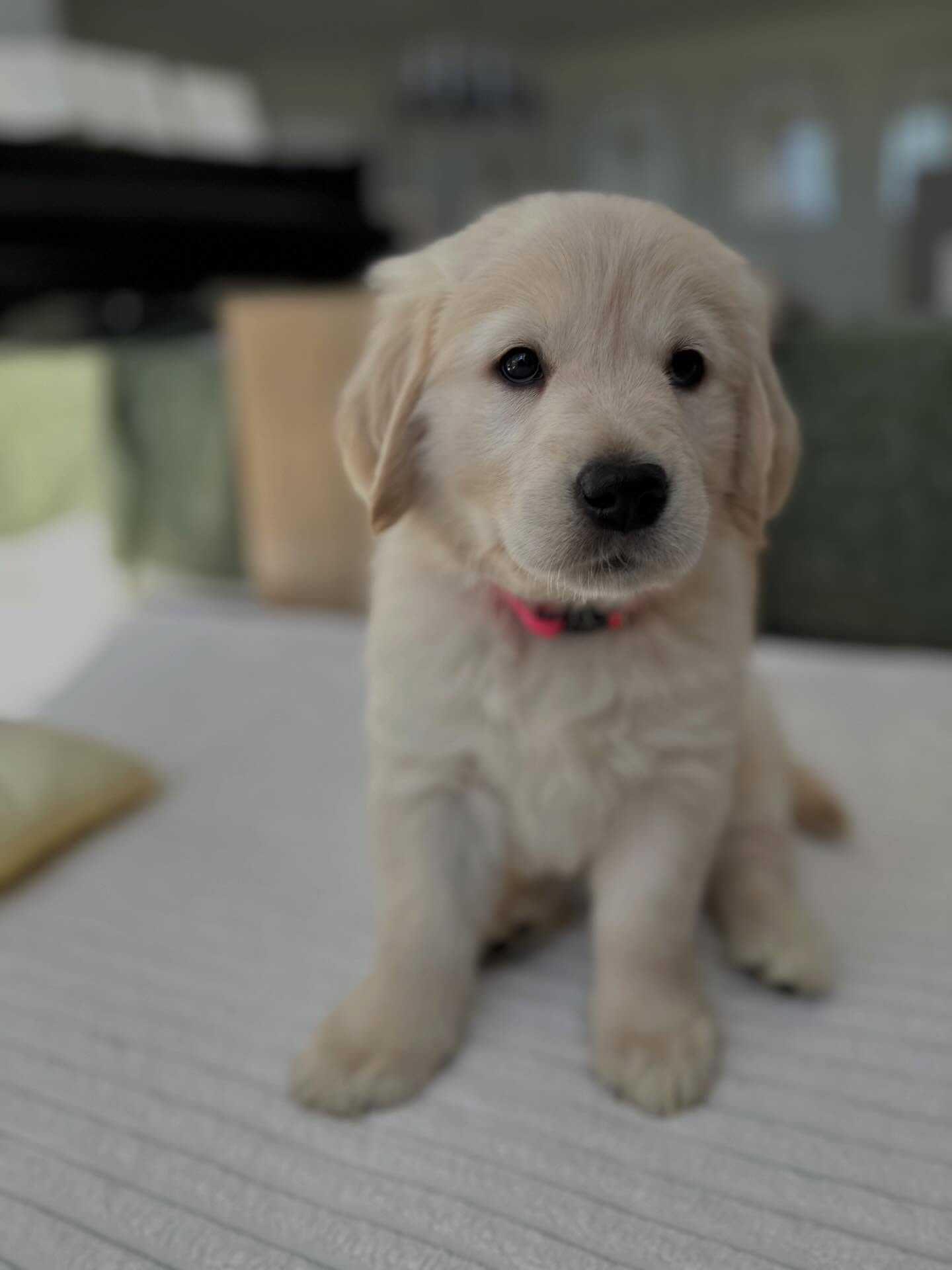 Meet the crew!
We’re calling them the Sunset Beach Litter after the famous Sunset Beach on Oahu, Hawaii - with their sandy coats and our Hawaiian roots.
🩷 Paris
🧡 London
💛 Sydney
💚 Malibu
🩵 Tokyo
💜 Florence
🖤 Boston
Available for adoption. DM or visit our website for more info Evelyn-King.com
#goldenretriever #goldenretrieverpuppies #goldenretrieverpuppy #puppies #puppiesofinstagram